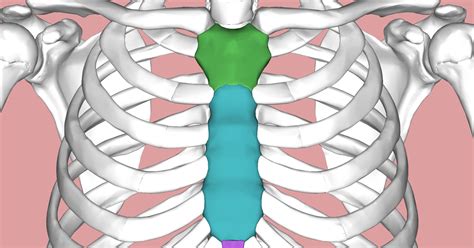 Do you experience sharp pain under your ribs? Picture Of What Is Under Your Rib Cage / Thoracic, Chest & Rib Pain | Aligned for Life ...