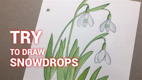 Try To Draw Snowdrops雪花蓮 Secret Garden 21 Watercolor Color
