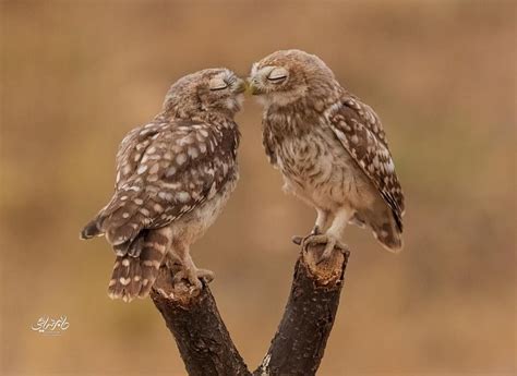 20 Animal Couples That Look As Moving As Your Wedding Photographs