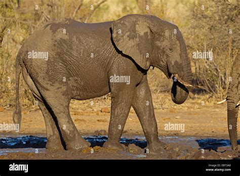 African Elephant Loxodonta Africana Juvenile Elephant After Mud Bath