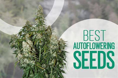 Best Autoflower Seeds The Top 10 Autoflowering Strains You Can Buy