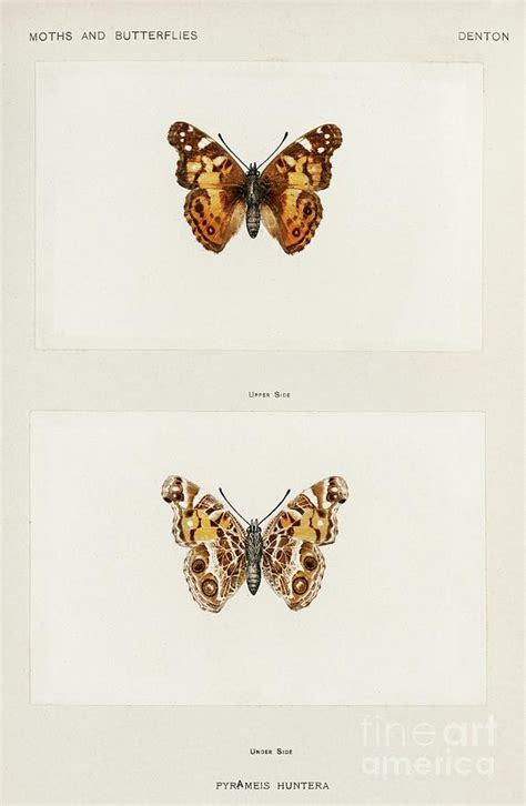 Pyrameis Huntera Brazilian Painted Lady From Moths And Butterflies Of