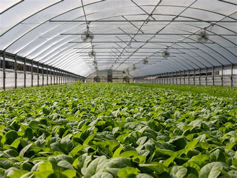 The Most Important Benefits Of A Greenhouse Greenpro Ventures