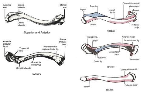 Skeletal Series Part 6 The Human Shoulder Medical Anatomy Body