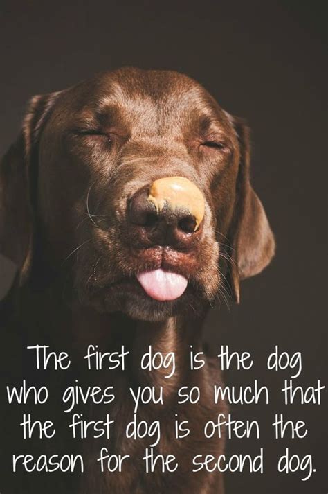 28 Inspirational Dog Quotes About Life And Love Dog Quotes Funny Dog
