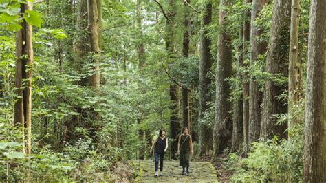 Forest Bathing Therapy In Japan How To Forest Bath As A Therapy