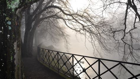 Trees Branches In White Fog Background Hd White Aesthetic Wallpapers