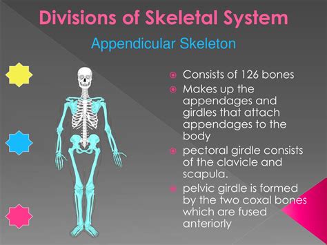 Divisions Of The Skeletal System 183 Anatomy And Physiology Riset