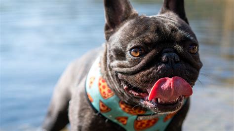 Wallpaper Pug Dog Protruding Tongue Funny Water Hd Picture Image