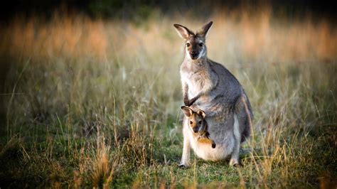 Kangaroo History And Some Interesting Facts