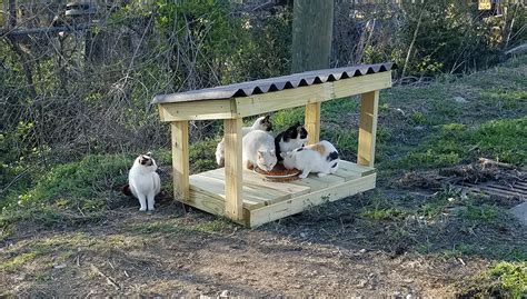 Weatherproof Feral Cat Feeding Station