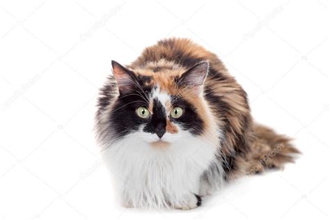 Quickly find the best offers for mixed breed cats for sale on newsnow classifieds. Beautiful mixed breed cat on white — Stock Photo ...