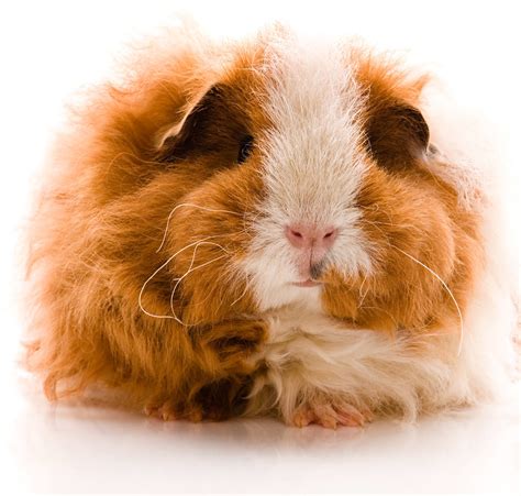 Long Haired Guinea Pig Breeds Squeaks And Nibbles