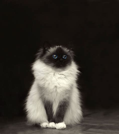 20 Of The Fluffiest Cats In The World