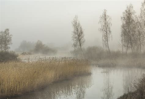 A Foggy River Surrounded By Tall Grass And Trees