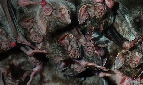 Baby Vampire Bats