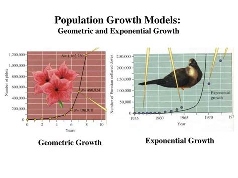 Ppt Population Growth Models Geometric And Exponential Growth