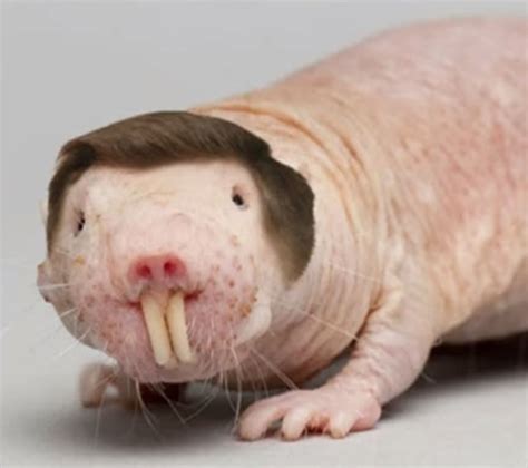 Show Me A Picture Of A Mole Rat Naked Mole Rats Secrets Revealed Nsf National Science