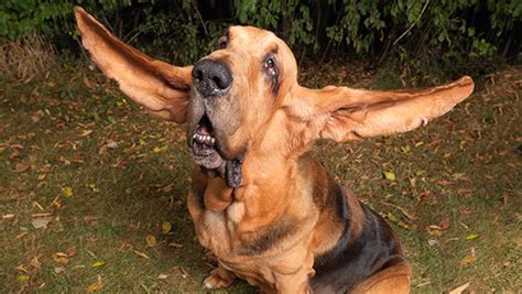 Video Classics Tigger The Bloodhound Has The Longest Ears On A Dog