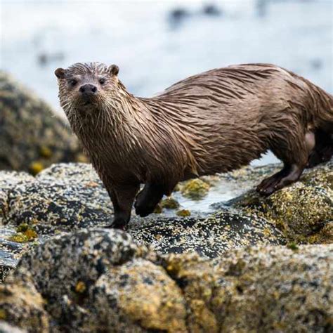 Giant Sea Otter Vs River Otter