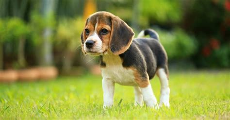 Beagle Dog Breed Complete Guide A Z Animals