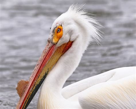 American White Pelican Audubon Field Guide