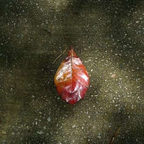 Waxy Red Fallen Leaf On Pavement Jnzls Photos Flickr