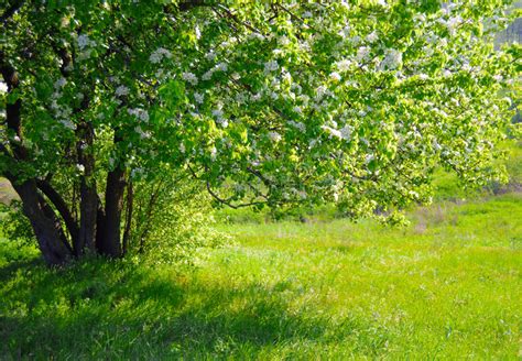 Beautiful Spring Tree With Fresh Green Leaves And White Flowers Stock