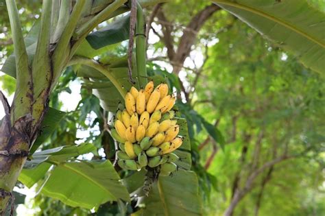 Las Bananas Son Verdes Y Amarillas Las Bananas Cultivadas Son Dulces Y