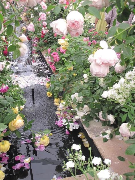 For almost 60 years david austin has been breeding exquisite english roses. Incredible David Austin roses display at Chelsea Flower ...