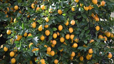 Growing And Caring For Citrus Trees In Arizona Dos And Donts To