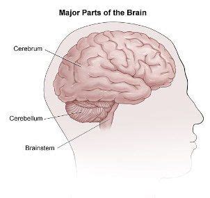 How The Brain Works Johns Hopkins Comprehensive Brain Tumor Center Brain Brain Stem Brain