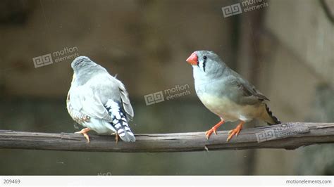 Excited Zebra Finch Birds Are Perched On Branch High Definition Stock