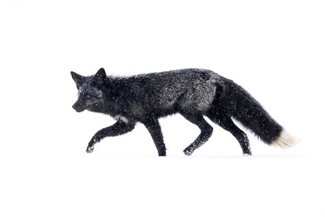 Silver Fox In The Snow A Photo On Flickriver