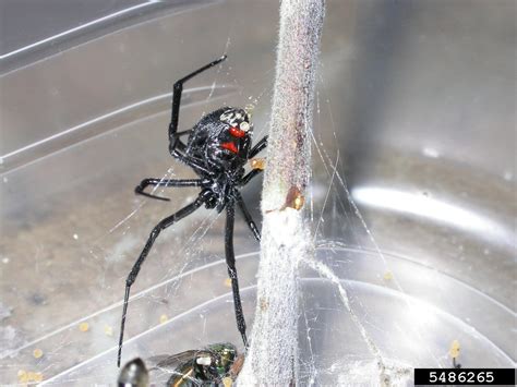 Northern Black Widow Spider Latrodectus Variolus