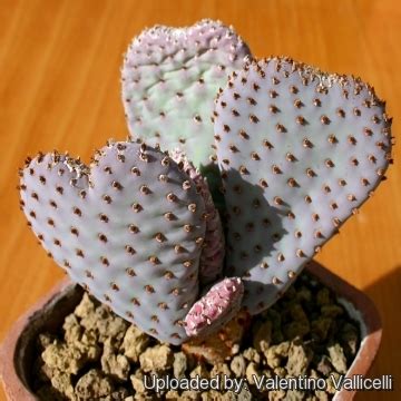 Prickly pear cactus + join group. Opuntia basilaris var. caudata