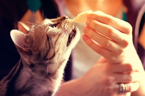 Can Cats Eat Cheese? - All About Cats