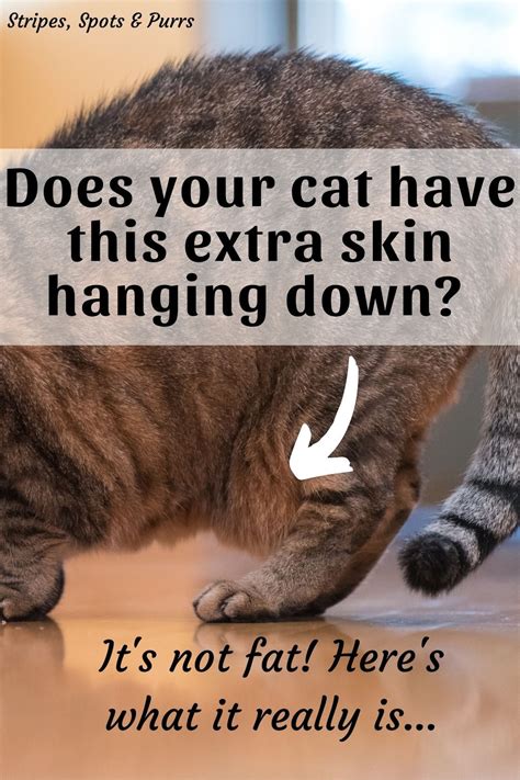 What A Cats Floppy Belly Actually Is Cats Spoiled Cats Natural Pet Care