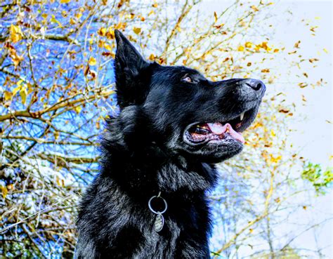 The Blue German Shepherd Top Facts And Guide Animal Corner