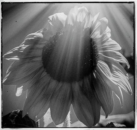 Sunflower Sun Rays Photograph By Roger Elliott Fine Art America