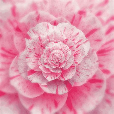 Pink Flower Infinite Bloom Vortex Loop  Animation Via Konczakowski