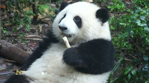 乖乖吃笋皮的花宝大特写 Close Up He Hua Eating Bamboo Shoots Panda He Hua 大熊猫和