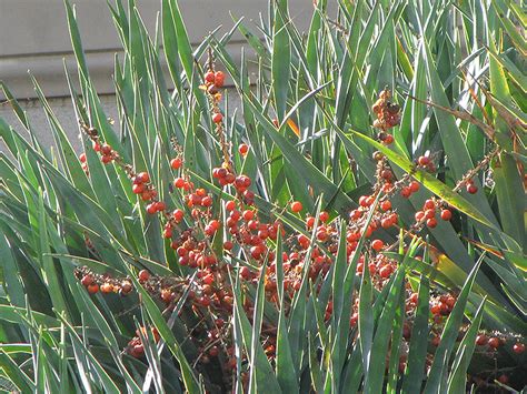 These are just a few of the fruits you can grow. Dragon Tree (Dracaena draco) in Houston, Texas (TX) at ...
