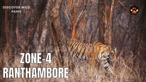 Tiger Sighting In Ranthambore National Park Zone 4 Wildlife