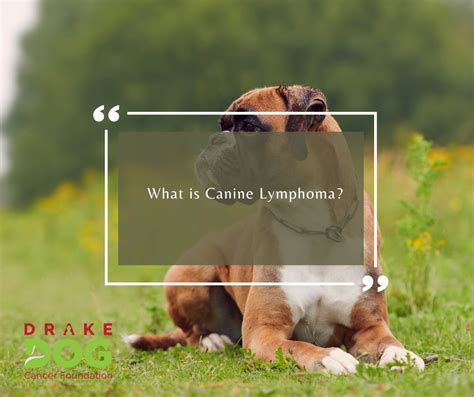 Lymphoma In Dogs Signs Diagnosis And Treatment Drake Dog Cancer