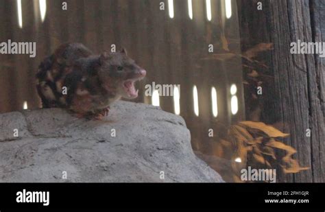 Quoll Pouch Stock Videos And Footage Hd And 4k Video Clips Alamy