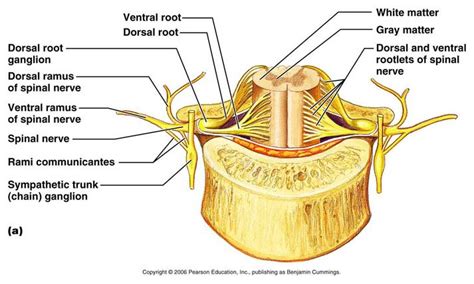 Cross Sectional Anatomy The Central Nervous System