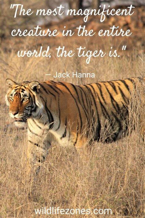 55 Best Tiger Quotes On Strength And Magnificence Wildlifezones
