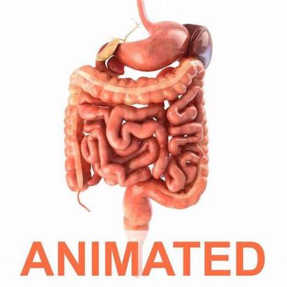 Digestive System 3d Animated Anatomy Models Human
