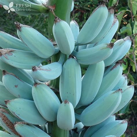 Bananensamen Bananensamenkimchisxxv 200 St¨¹cke Blue Banana Tree Seed